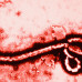 Ebola Awareness Part 1: History and Facts